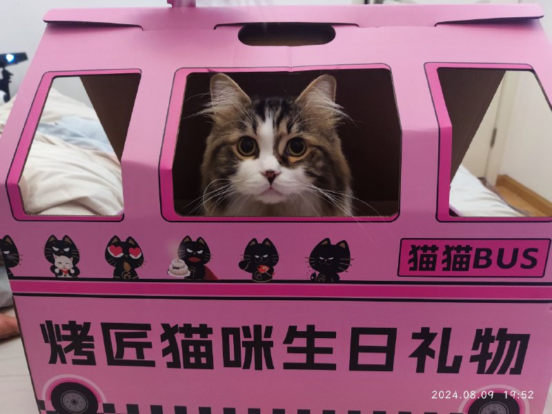 这是谁家的小猫咪猫猫祟祟 #可乐 #猫咪这是谁家的小猫咪猫猫祟祟 #可乐 #猫咪