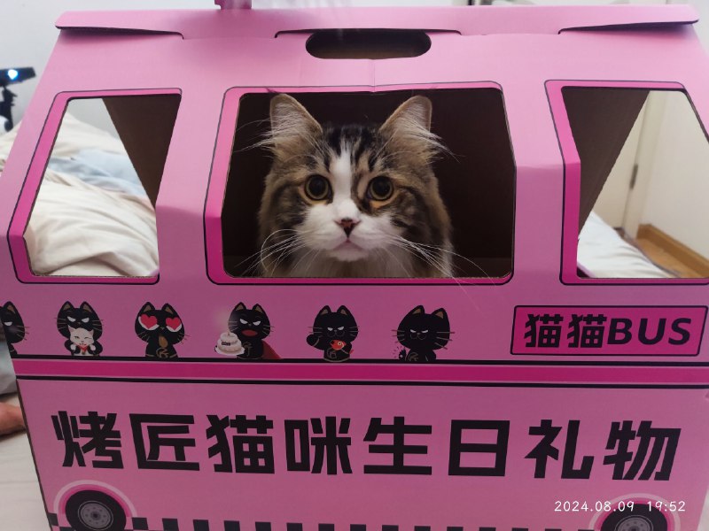 这是谁家的小猫咪猫猫祟祟 #可乐 #猫咪这是谁家的小猫咪猫猫祟祟 #可乐 #猫咪
